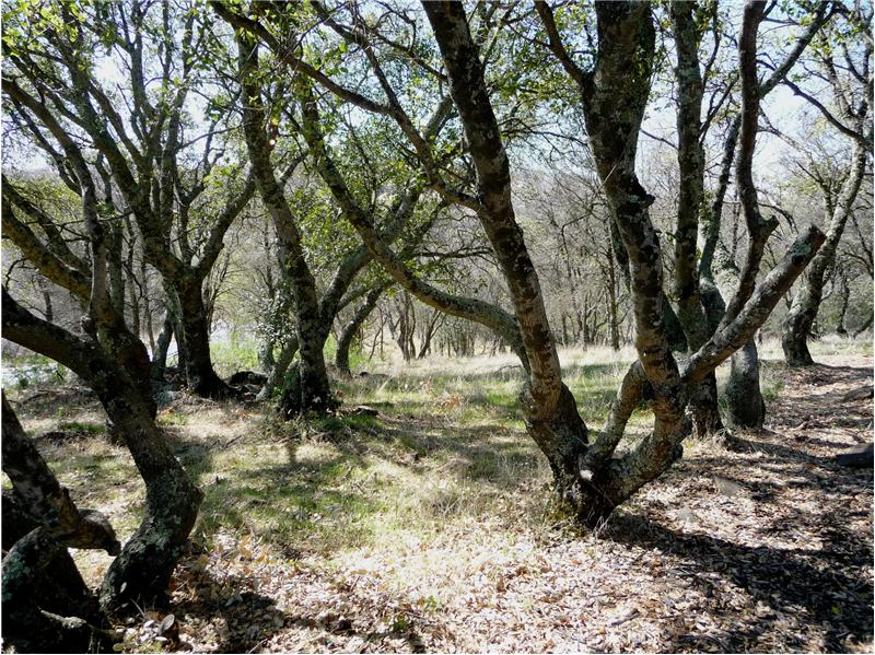 Beautiful Oaks add charm and character to the terrain.