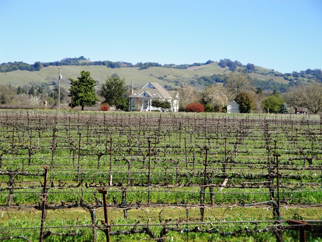 From Dry Creek Looking East