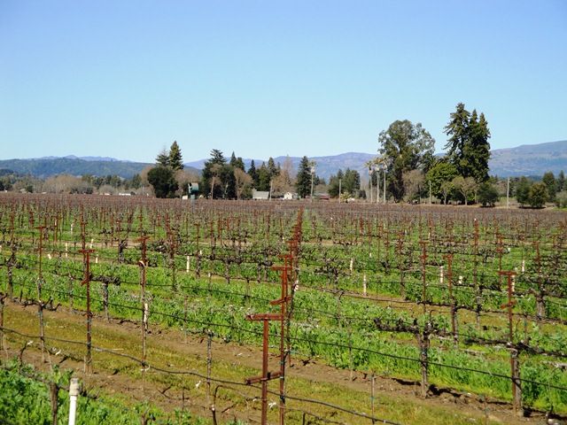 Chardonay Vines