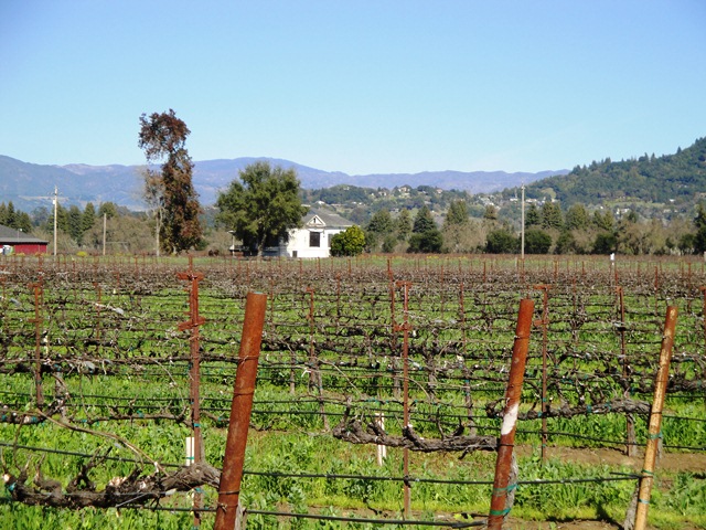 Looking Across the Vineyard