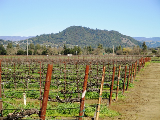 Fitch Mountain in Healdsburg