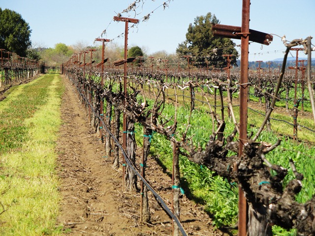 Gnarly Vines Produce Great Fruit