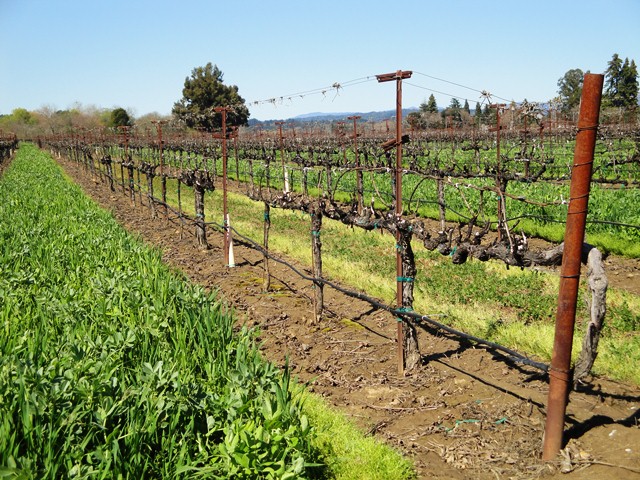 Vines in March