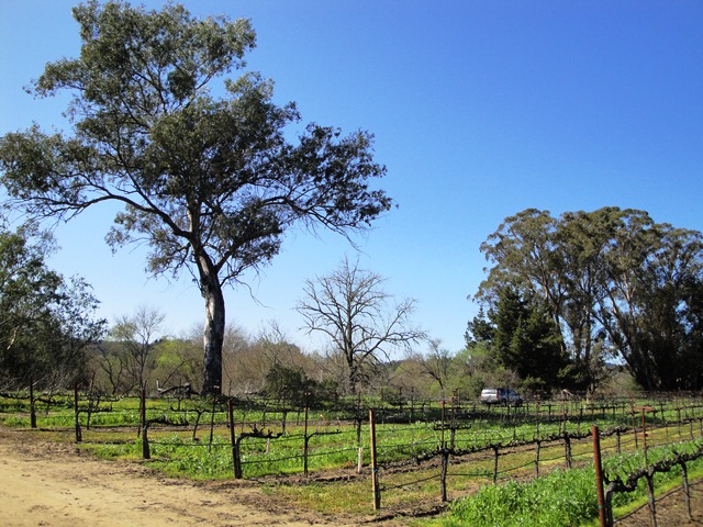 The Back of the Vineyard at Dry Creek