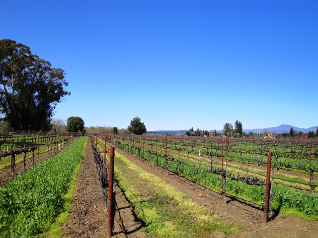 Looking North to Dry Creek Valley