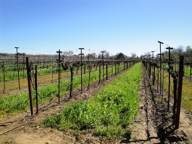 Well Manicured Vines Just Waking Up