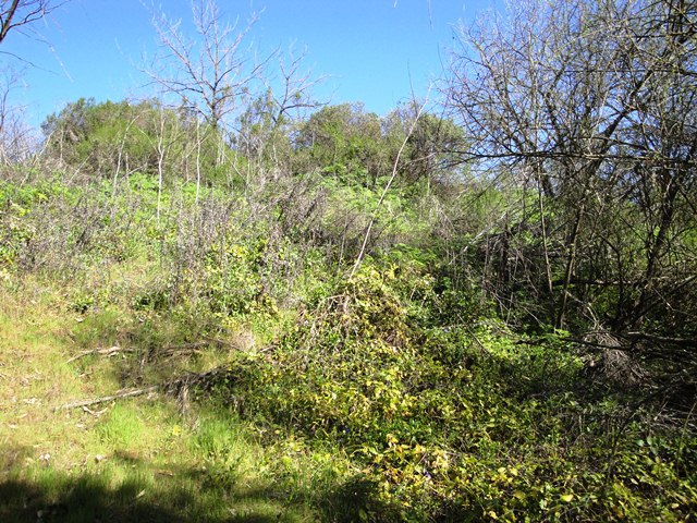 Back in the Creekbed