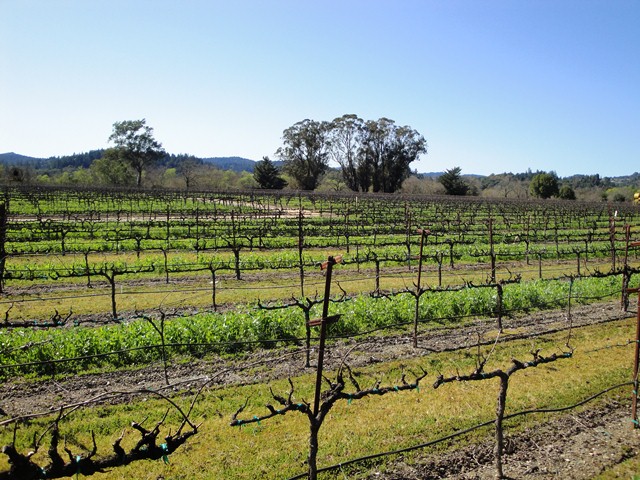 Wake Up Vines We Canceled Winter!