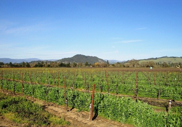 Across the Vineyard
