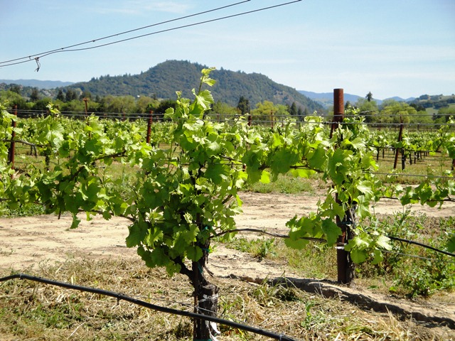 APRIL 27th, Baby Fruit On The Vine