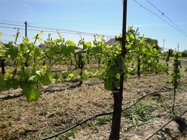 Vines In Late April