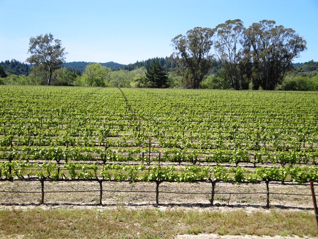 View Looking West From Home Site