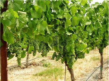 11940  Old Redwood Highway, Healdsburg, CA