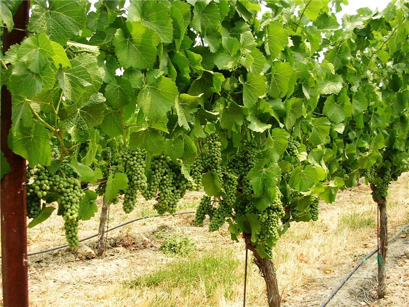 Sauvignon Blanc Muscay