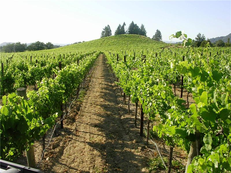 Block 2 Sauvignon Blanc Muscay 2.8 Acres