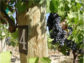 11940  Old Redwood Highway, Healdsburg, CA