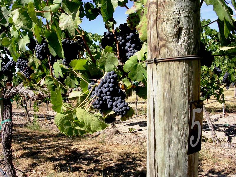 Block 4&5 Petite Sirah 4.2 Acres