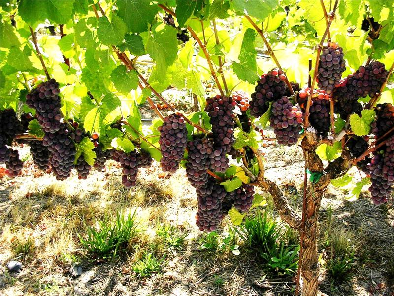 Pinot Gris