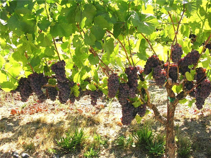 Block 3 Pinot Gris .91 Acres