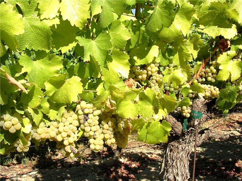 Block 1 Sauvignon Blanc 2.9 Acres